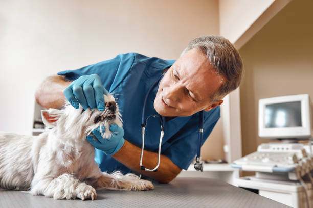 Best Pediatric Emergency Dentist in Doolittle, TX